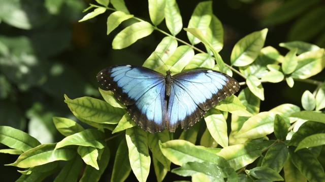 Konya Tropikal Kelebek Bahçesi bu yıl 450 bin 739 ziyaretçi ağırladı