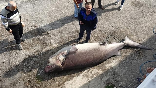 Marmara'da balıkçı ağına köpek balığı takıldı