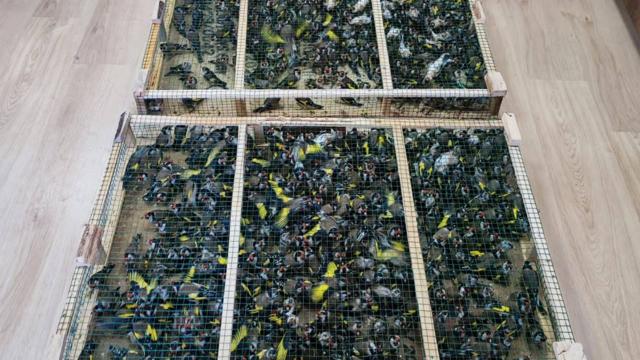 Çobanbey Gümrük Kapısı'nda 900 saka kuşu ele geçirildi