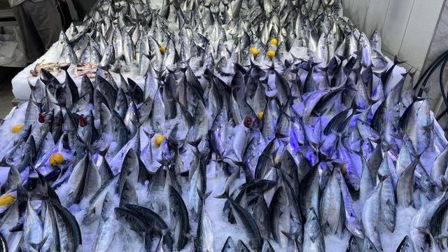Tekirdağlı balıkçıların yüzü Karadeniz'deki palamutla güldü