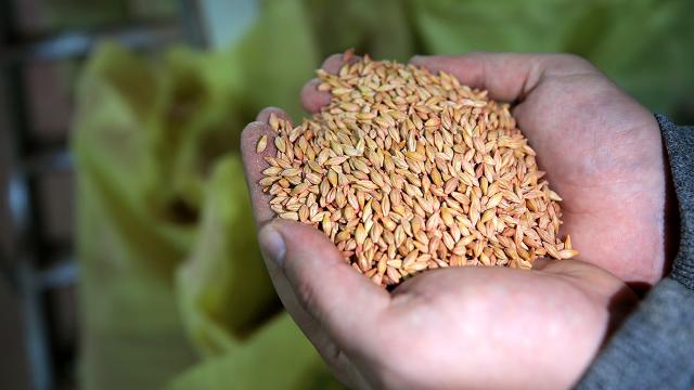 Kayseri'de çiftçilere 1500 ton tohum dağıtıldı