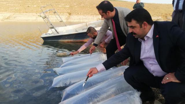 Şanlıurfa'da baraj göletine 1 milyon balık yavrusu bırakıldı