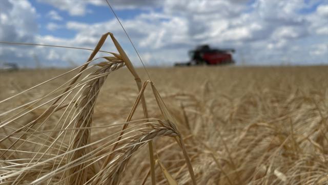 Hakkari'de çiftçilere 152 ton arpa ve buğday tohumu dağıtımına başlandı