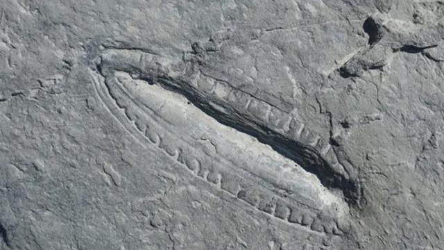550 milyon yıllık fosilde dünyanın en eski yemeğinin izleri bulundu