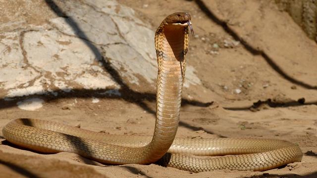 Hindistanlı çocuk kendisini ısıran kobrayı ısırarak öldürdü