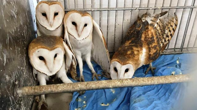 Kütahya’da sağlık kontrolleri yapılan 4 peçeli baykuş doğaya salındı
