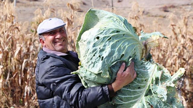40 kiloluk dev lahanalar şaşırttı
