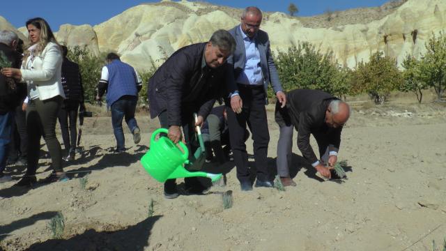 Nevşehir'de 66 bin 660 lavanta toprakla buluştu
