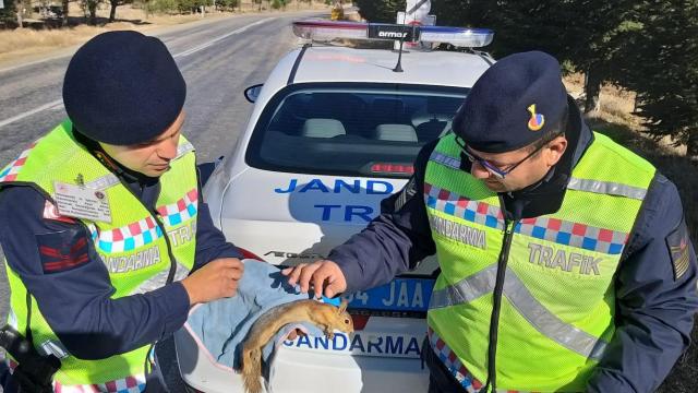 Jandarma ekiplerince bulunan yaralı sincap tedavi ettirildi