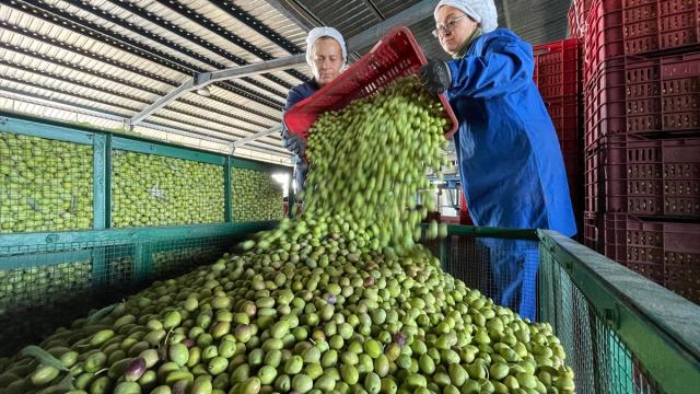 Sofralık zeytin ihracatında yeni rekor hedefi