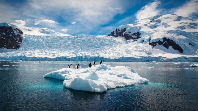 Antarktika'daki bitki ve hayvanların üçte ikisi 2100 itibarıyla yok olacak