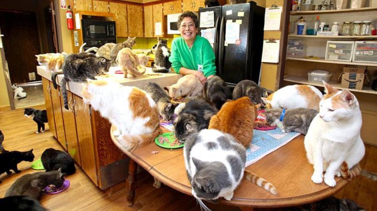 ABD'li bayan, meskeninde beslediği kedilerin sayısıyla şoke etti