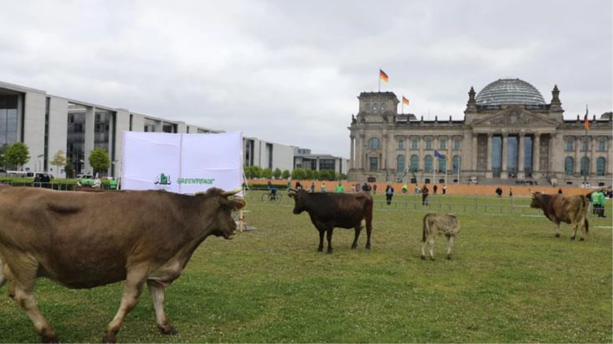 Almanya'da çevreciler protesto için ineklerini Meclis bahçesinde otlattı