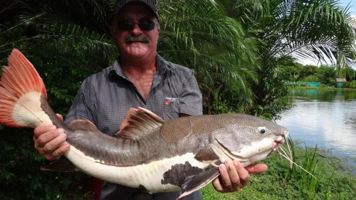 Balık tutarken kaybolan yaşlı adamın cesedi, günler sonra timsahın içinden çıktı