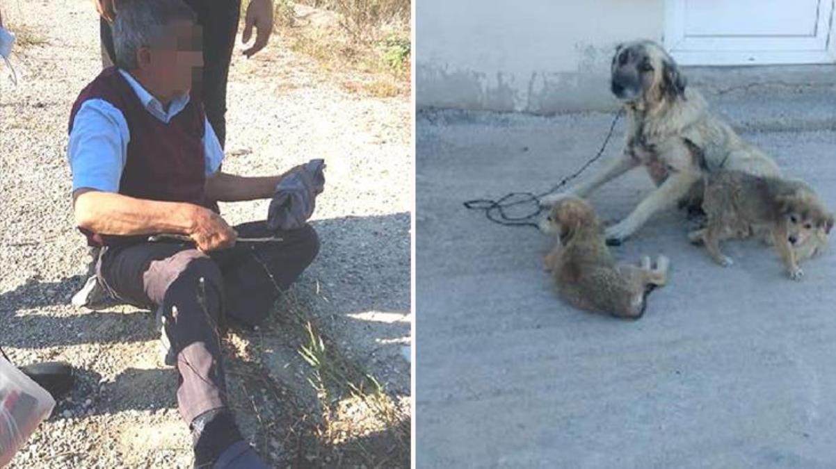Kocaeli'de ağaca bağladığı köpeğe cinsel taarruzda bulunan yaşlı adama 5 ay mahpus ve 600 TL para cezası