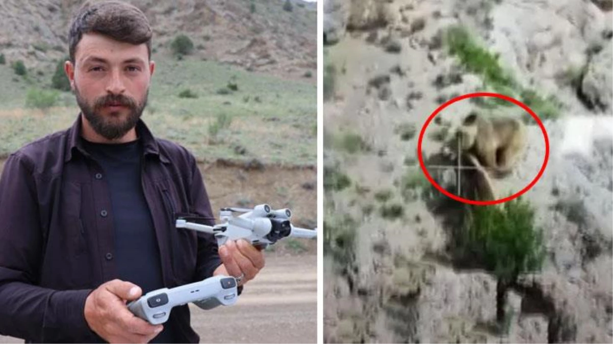 Yer: Erzurum! Kayıp koyun için havalandırdığı dron ile ayıların hengamesini kayda aldı