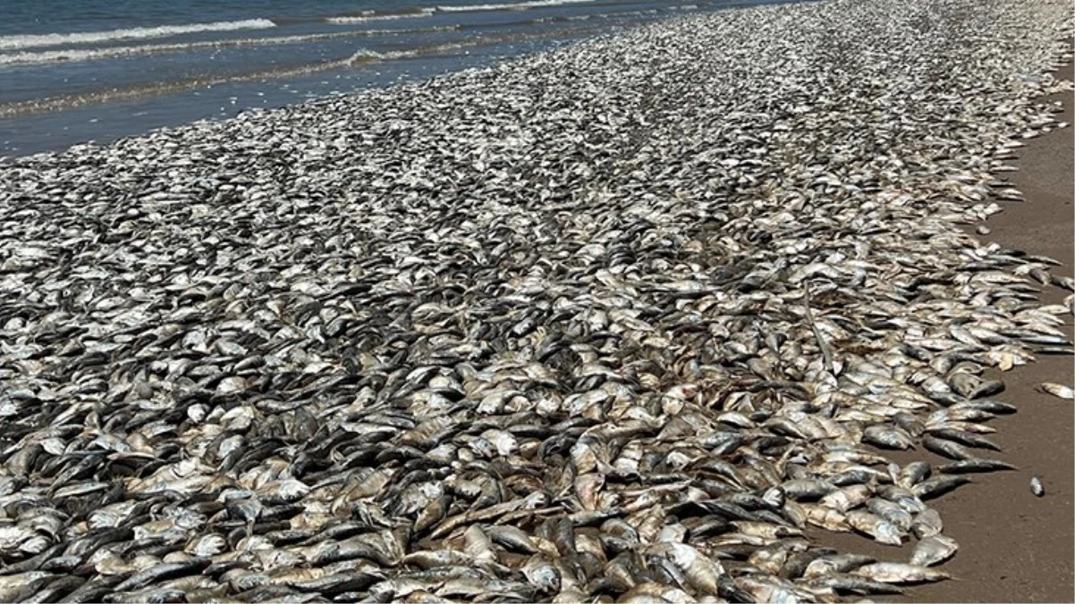 ABD'nin güney kıyılarında binlerce meyyit balık kıyıya vurdu