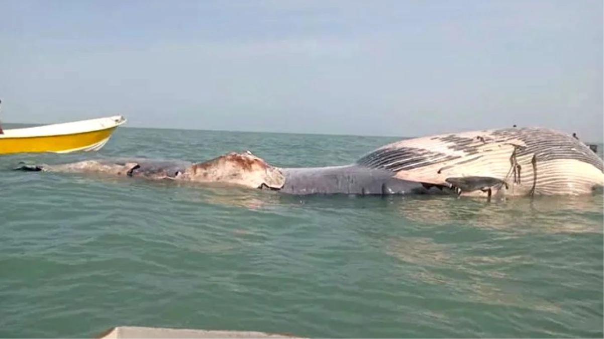 Dev meyyit balina kıyıya vurdu! Patlama riski nedeniyle halk bölgeye yaklaştırılmıyor