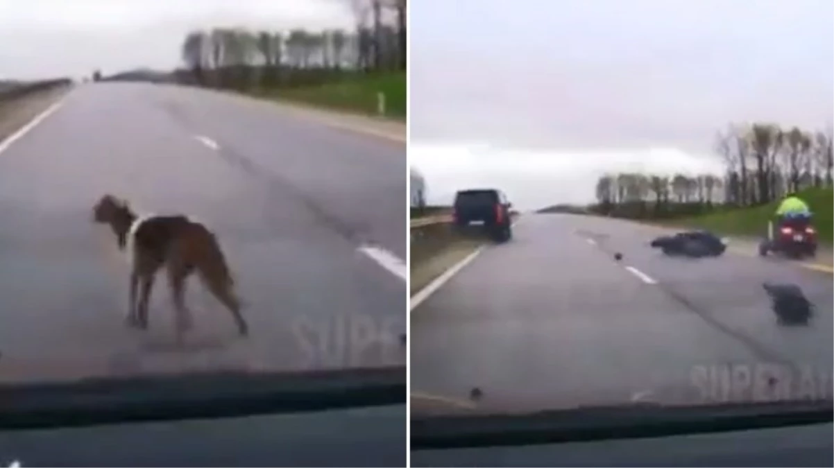 Başıboş köpeğin sebep olduğu trafik kazası kameralara bu türlü yansıdı