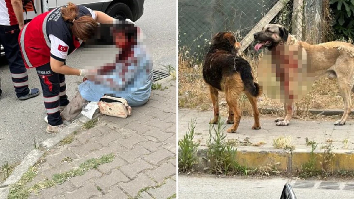 İstanbul'da köpeğin yoldan geçen bayana saldırdığı dehşetle ilgili 1 kişi gözaltında
