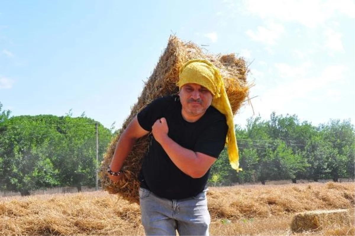 Okul Müdürü Tarlada Buğday Hasadı Yaparak Okula Takviye Oluyor