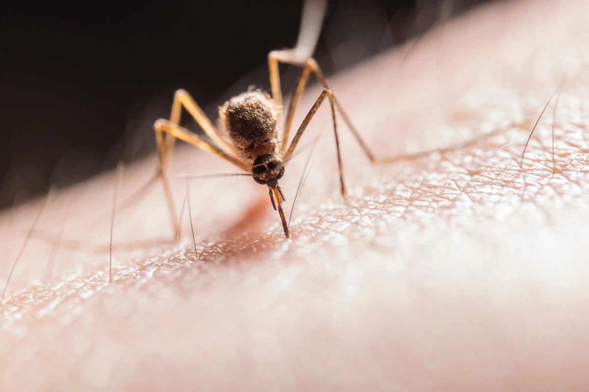 Sinek ısırıklarına ne düzgün gelir? Sivrisinek kaşıntılarına ne yapılır?