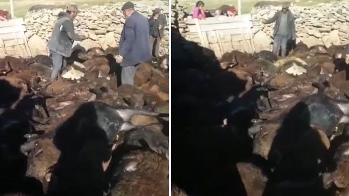 Aç kurtların saldırdığı 190 koyun telef oldu! Görüntüyü gören köylü ağıt yaktı