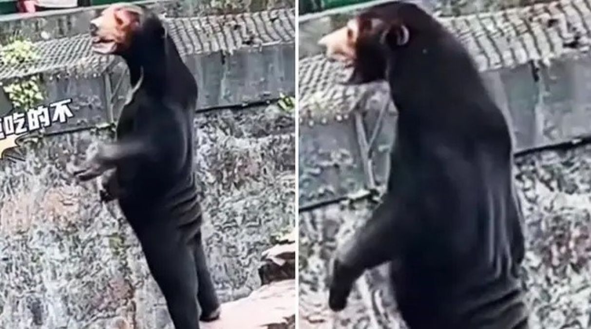 Çin'deki hayvanat bahçesinde görüntülenen ayı tartışma yarattı: Gerçek mi değil mi?