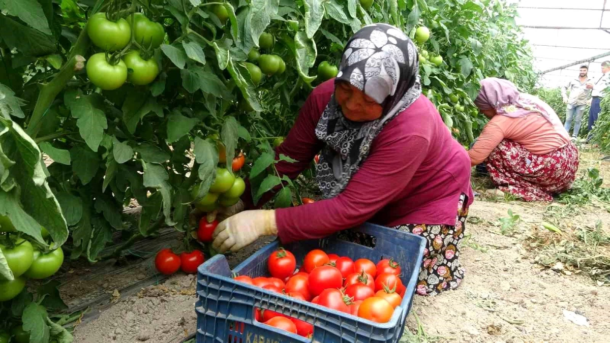 Isparta'da Deregümü köyünde domates hasadı başladı