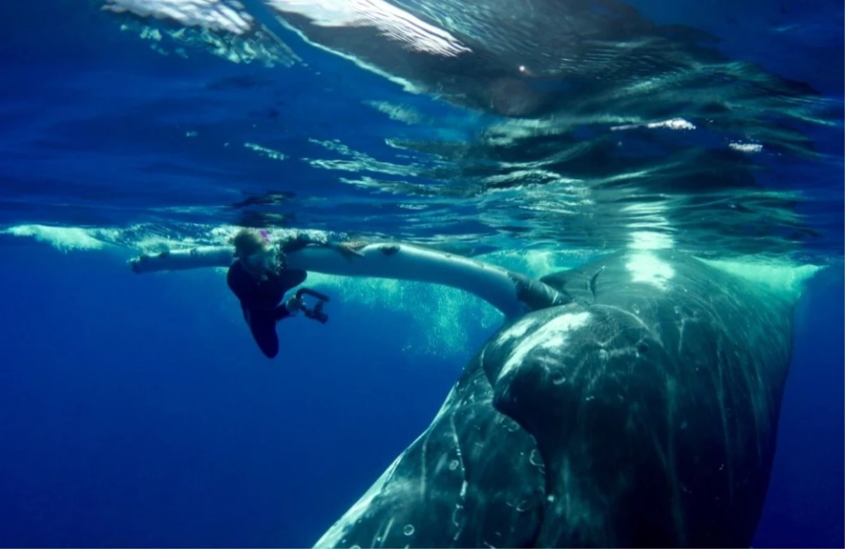 Köpek balığını fark edemeyen bayan dalgıcı balina yaptığı atılım ile kurtardı