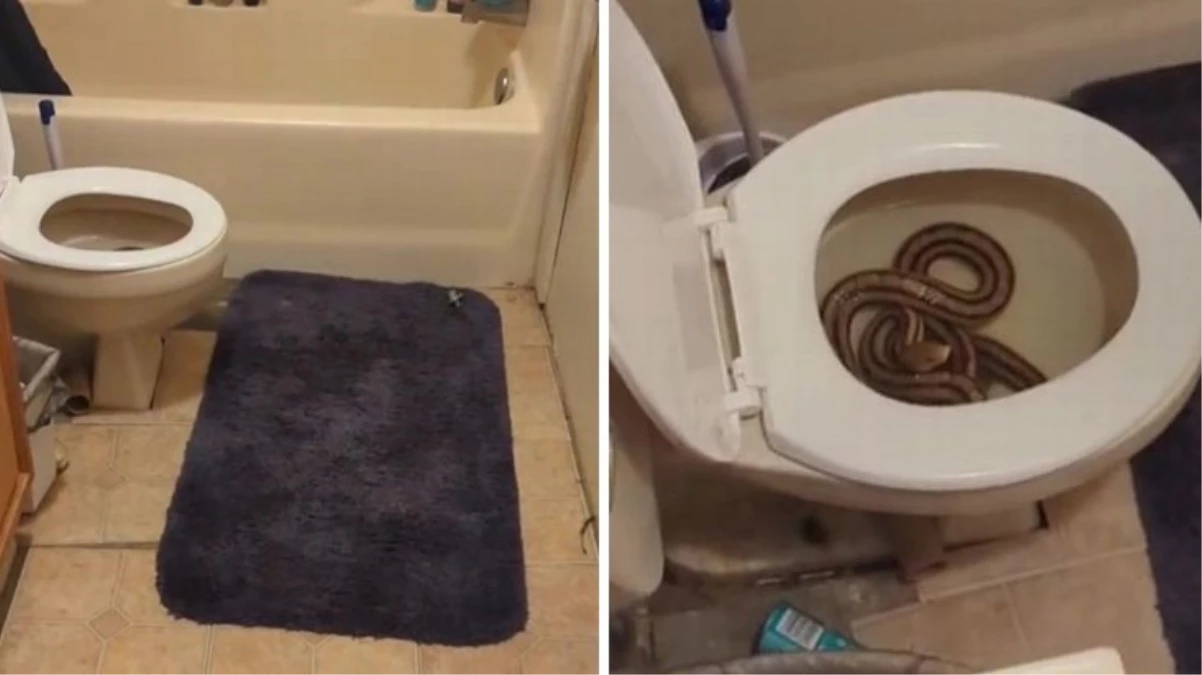 Tuvaletini yaptıktan sonra klozetteki yılanı fark eden bayan büyük şok yaşadı
