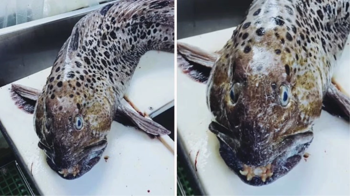 Ağına takılan balığın insan dişlerine sahip olduğunu gören balıkçı neye uğradığını şaşırdı