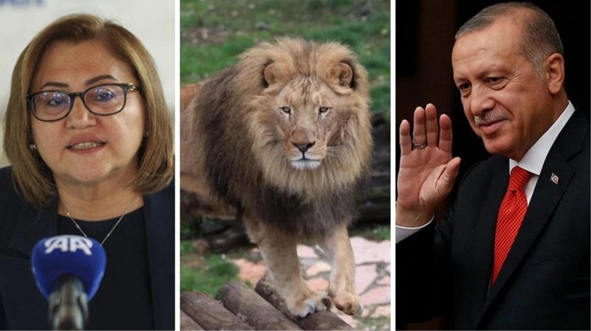 Cumhurbaşkanı Erdoğan ile Fatma Şahin ortasında geçen değişik diyalog: Elimde erkek aslan var
