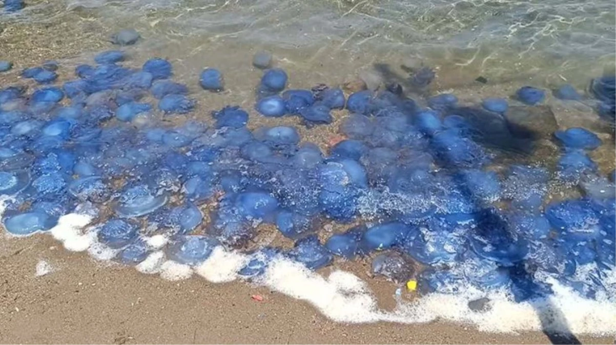 Foça kıyılarında görünüm gitgide kötüleşiyor! Mavi denizanaları her yeri sardı, balıkçılar isyanda