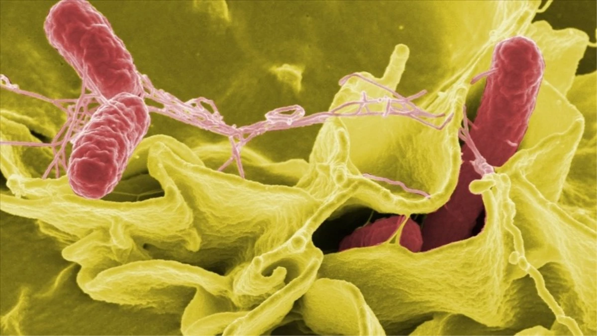 Helicobacter pylori nedir, belirtileri neler? Helikobakter pilorinin tedavisi var mı?