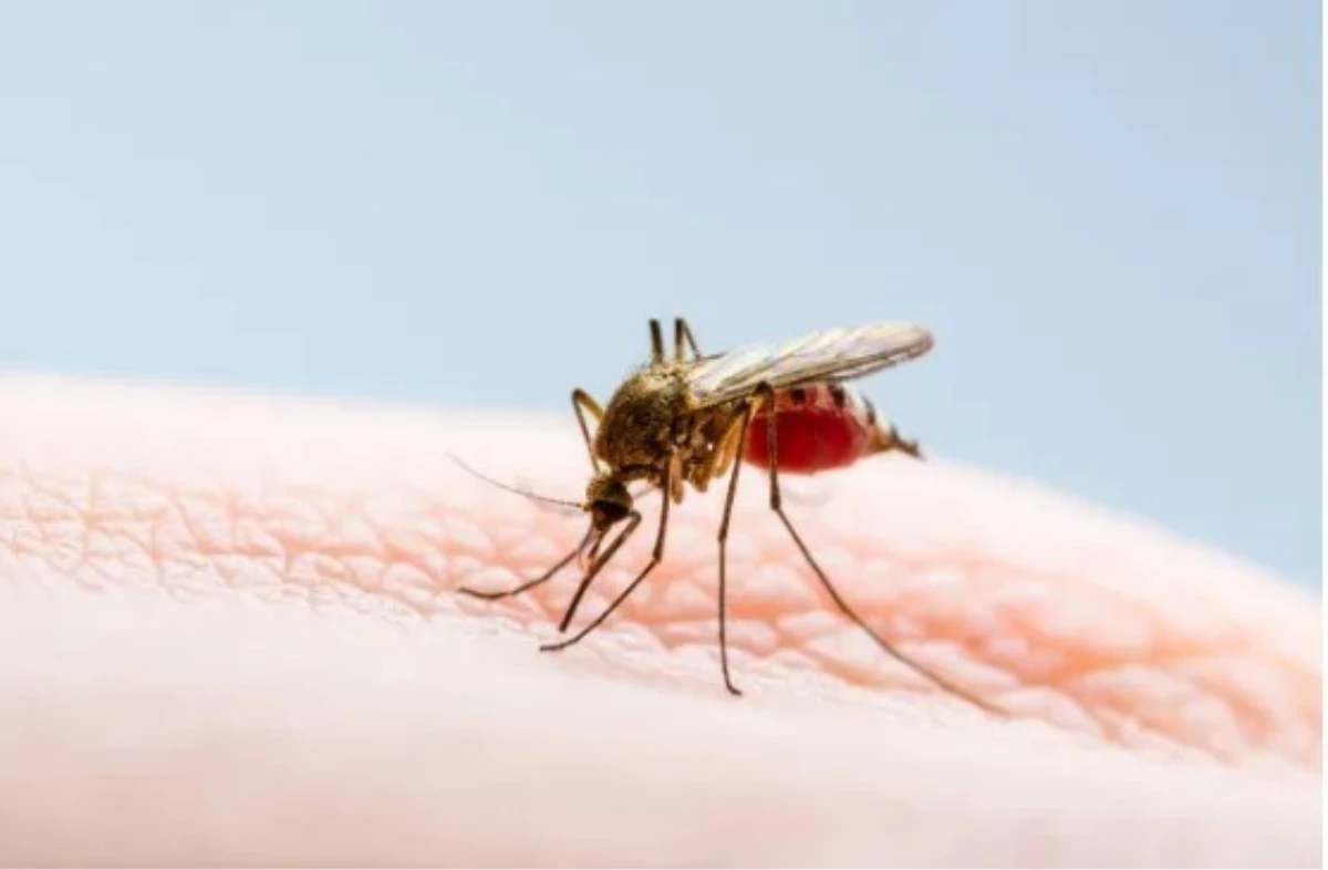 İtalya'ya yaz tatiline gidenler, sivrisinekler aracılığıyla yayılan ölümcül Batı Nil virüsü salgını konusunda uyarıldı