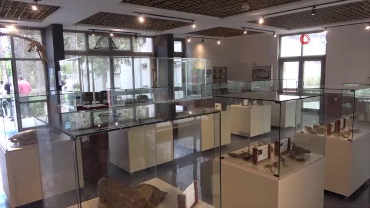 Mersin'de Deniz Canlıları Müzesi Açılıyor
