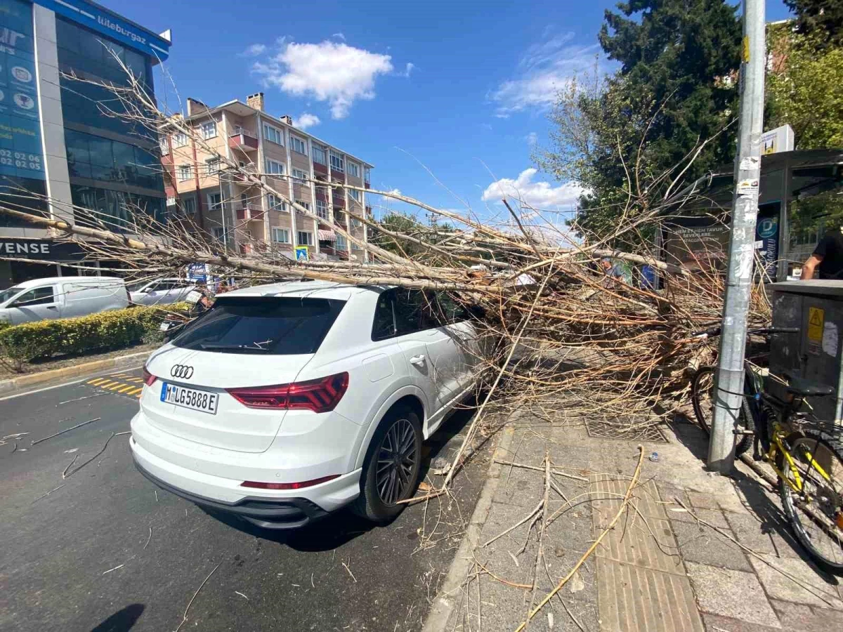 Almanya'dan tatil için gelen gurbetçinin arabasının üzerine ağaç devrildi